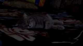 коту фунтику снятся кошмары... коту фунтику снятся кошмары...