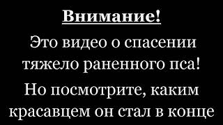 Самое грустное видео про собаку!!!😭😭😭 Самое грустное видео про собаку!!!😭😭😭