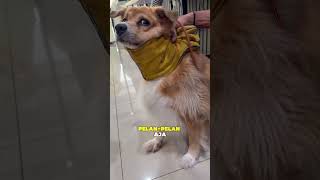 Anjing Ini Ganas Banget Saat Dimandiin! Hampir Gigit Semua Orang