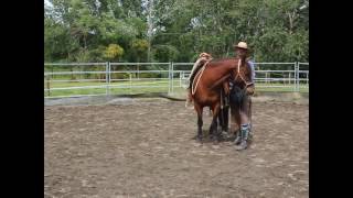 Basics - Lateral Flexion