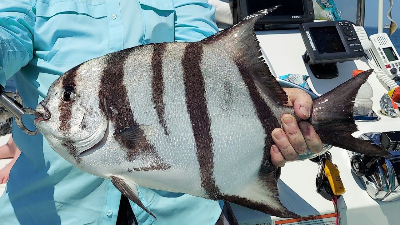 Chesapeake Bay Fishing the Eastern Shore / CBBT for Flounder and Spadefish (July) YouTube