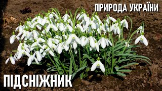 ВЕСНА: підсніжники і спів птахів 🌳 Природа України: квіти 🌳 Nature of Ukraine: snowdrops birdsong