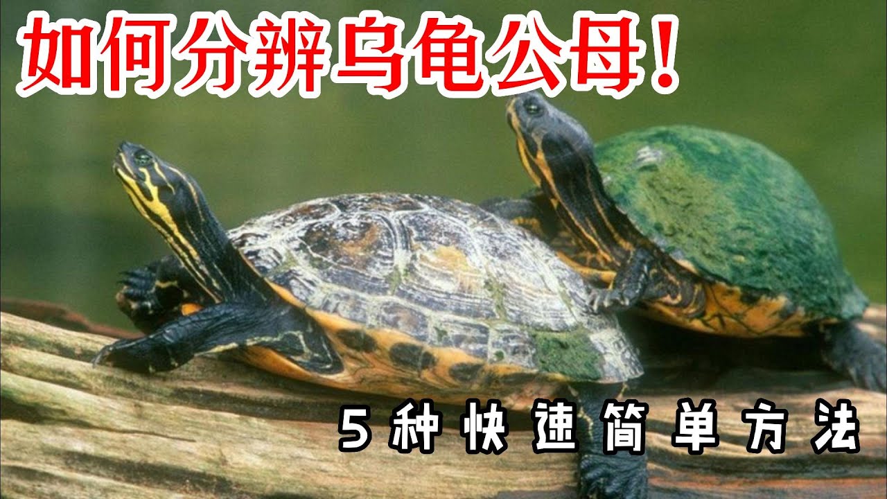 【養龜必看,新手必看】乌龟公母?快速分辨!5种方法全都有!如何分辨乌龟公母?怎麼分辨乌龟性別?分辨乌龟公母不再难!5种方法教你简单快速的分辨 ...