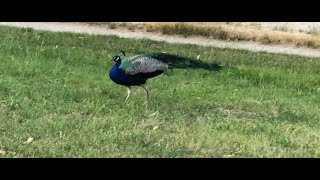 Surprising Hunting Skills of the Peacock Peacock Hunting