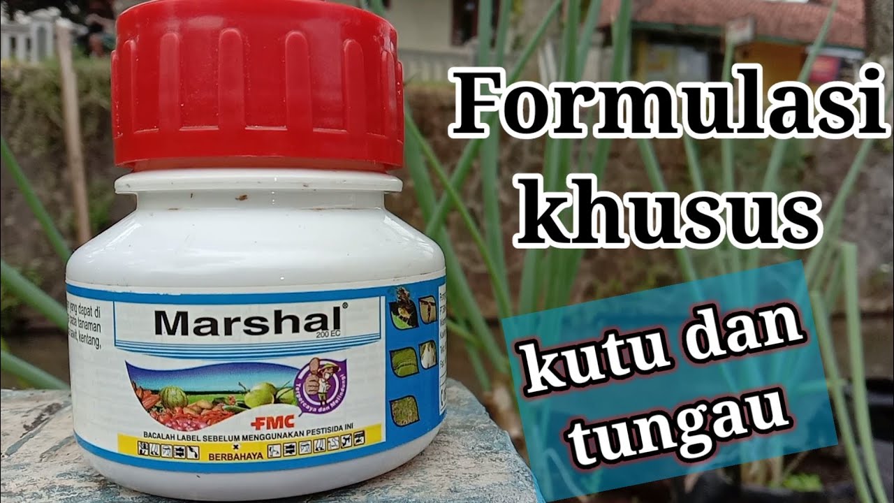 cara basmi kutu dan tungau | tutorial menggunakan Marshal insektisida dan akarisida #pestisida