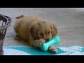 Cavapoo pups ready 3-22 Robert, Renee and Regan, Cavapoo pups ready 3-22 Robert, Renee and Regan,