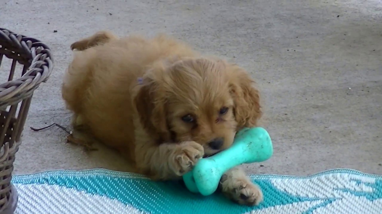 Cavapoo pups ready 3-22 Robert, Renee and Regan, doodle معنى