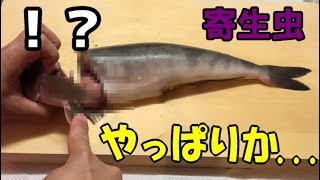 閲覧注意 生ホッケの腹に大量のアニサキスが 寄生虫だらけのホッケを食べたら ホッケの捌き方 3枚おろし Youtube