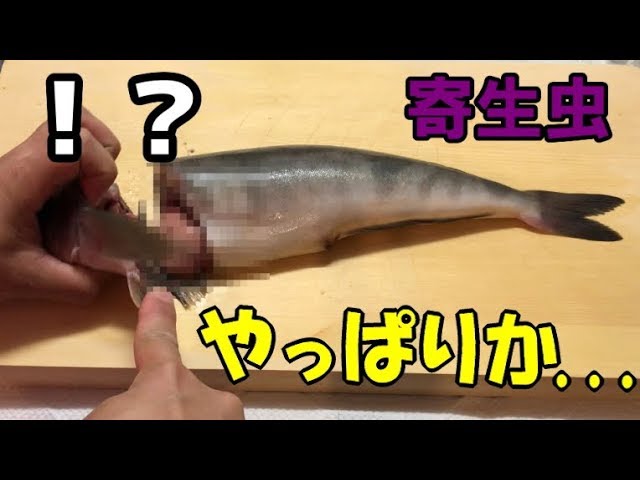 閲覧注意 生ホッケの腹に大量のアニサキスが 寄生虫だらけのホッケを食べたら ホッケの捌き方 3枚おろし Youtube