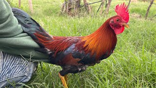 El Gran Problema Que Afecta La Comercialización O Ventas Se Gall Por Las Redes