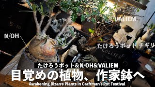 作家鉢/植替】大量の目覚めの植物を魂の作家鉢に植替えまくったら夜が