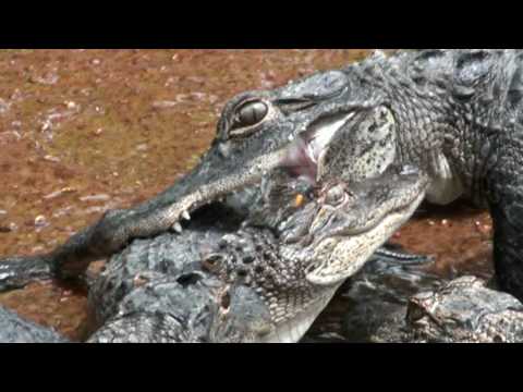 Alligator Fight/Attack: Crocodile vs. Crocodile