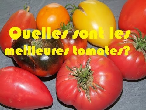 top 5 des meilleures tomates