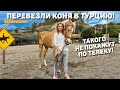 Перевезли Коня за 2.500.000₽ в Турцию! Нам никто не верил! Цены в Турции. Фетхие Турция 2022