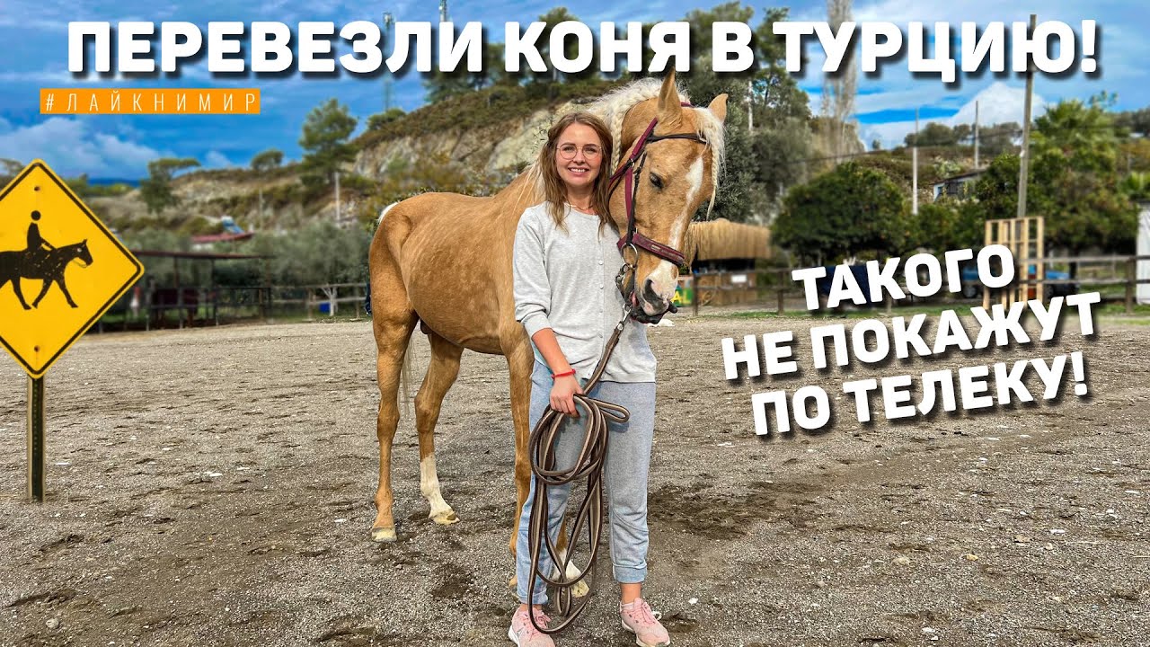 Перевезли Коня за 2.500.000₽ в Турцию! Нам никто не верил! Цены в ...