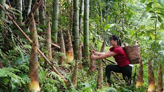 Harvesting giant bamboo shoots to sell at the market, gardening.