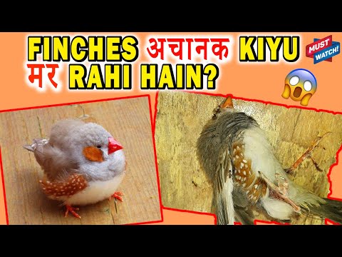 वीडियो: गोल्डफिंच का शरीर मुश्किल से क्यों दिखाई दे रहा था?