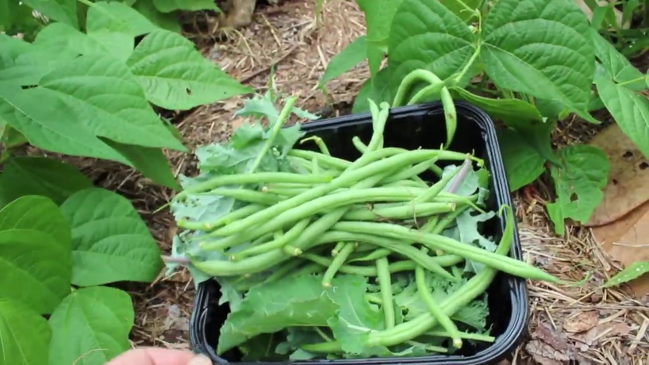 Harvesting Green Beans - YouTube