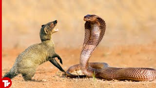 10 Times Mongooses and Cobras Take the Stage by TrTube 2,480 views 7 months ago 8 minutes, 7 seconds