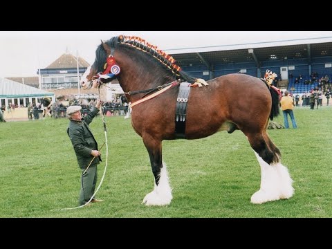 वीडियो: दुनिया के सबसे छोटे घोड़े से मिलना - एक पसंदीदा पशु चिकित्सा स्मृति
