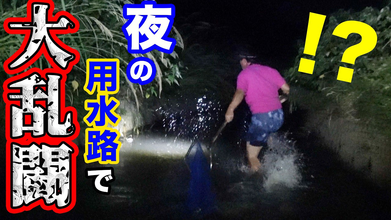 夜の用水路でウナギが次々と…