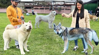 Perro lobo & Alabai, Akita americano, Doberman, bull Terrier, Dogo Argentino, entre otros