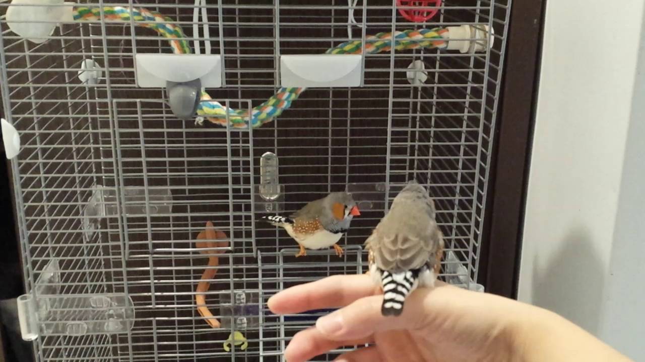 Playing with my finches YouTube