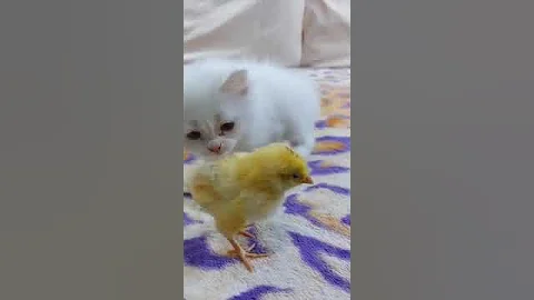 Watch the video about Cutie😍😘#cat #catlover #funny #catvideos #Catsology #cute #shortsviral #shortvideos