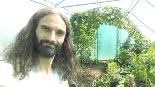 UK heatwave Summer 2022. Bloke grows exotic crops and plants in garden