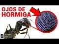 ¿Cómo ven las Hormigas? ¿Cuántos ojos tiene una Hormiga? | Las Hormigas de Mike Bajo el Microscopio