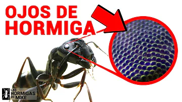 ¿Son ciegas las hormigas?