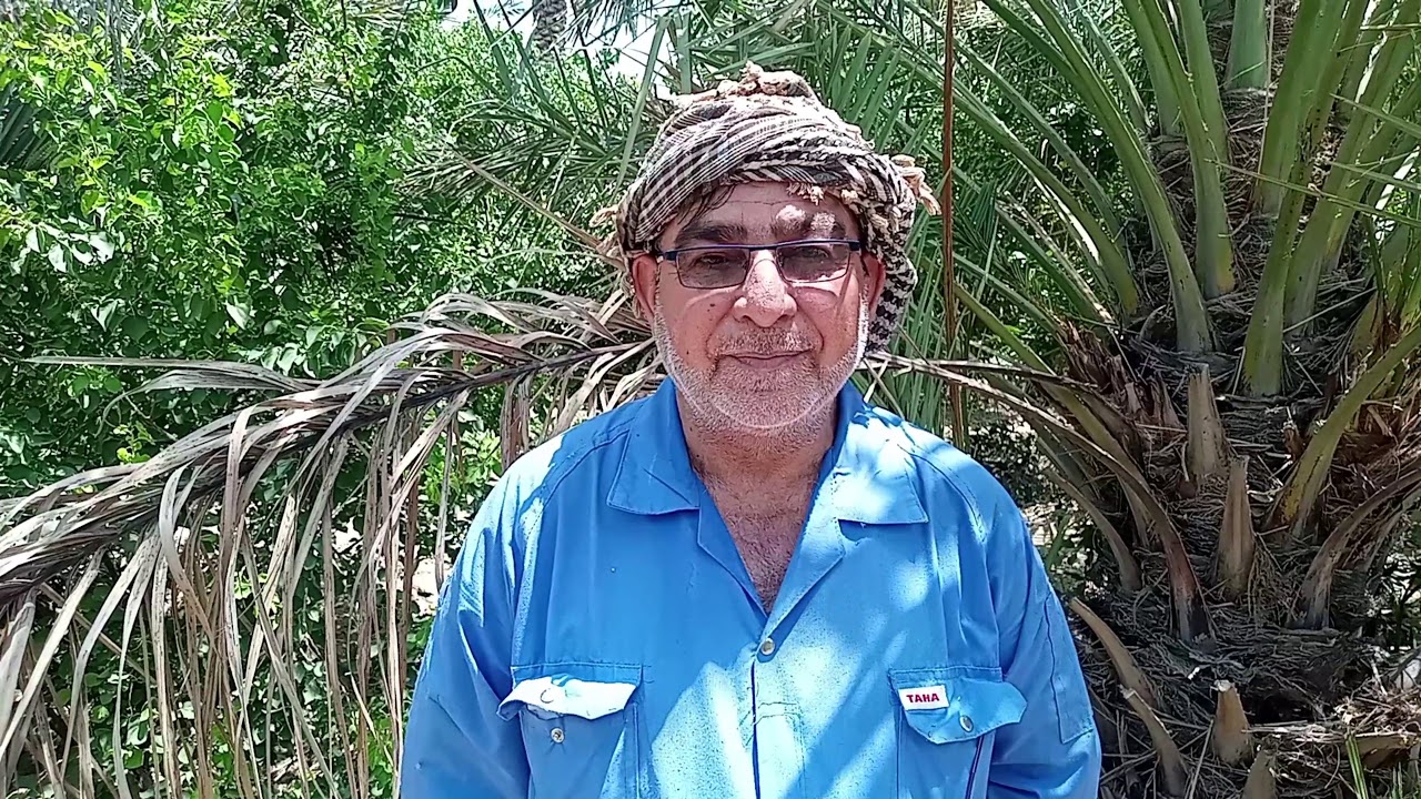 #ماذا تعرف عن مرض لفحة جريد النخل و طريقة علاجه مع طالب الدكتوراه صافي هادي كريفع الشمري