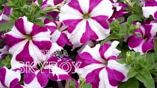 Petunia pendula Skybox Rose Star 70067243