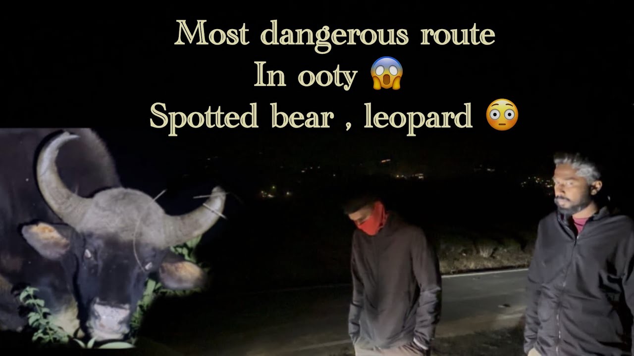 Dont try this route at night ⚠️ | exploring the wildlife of ooty at night 😱