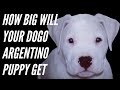 HOW BIG WILL YOUR PUPPY GET | DOGO ARGENTINO GROWTH FORMULAS