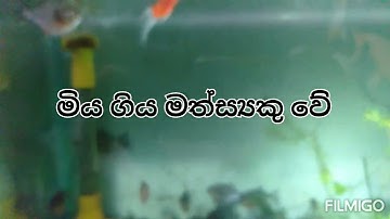 #Warter line aqua Pirana Attack