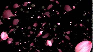 VJloop rose petals