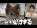 風になびいてる犬さんの表情があまりにも良すぎるw【戸北美月】黄昏犬