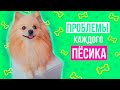 ПРОБЛЕМЫ КАЖДОГО ПЕСИКА