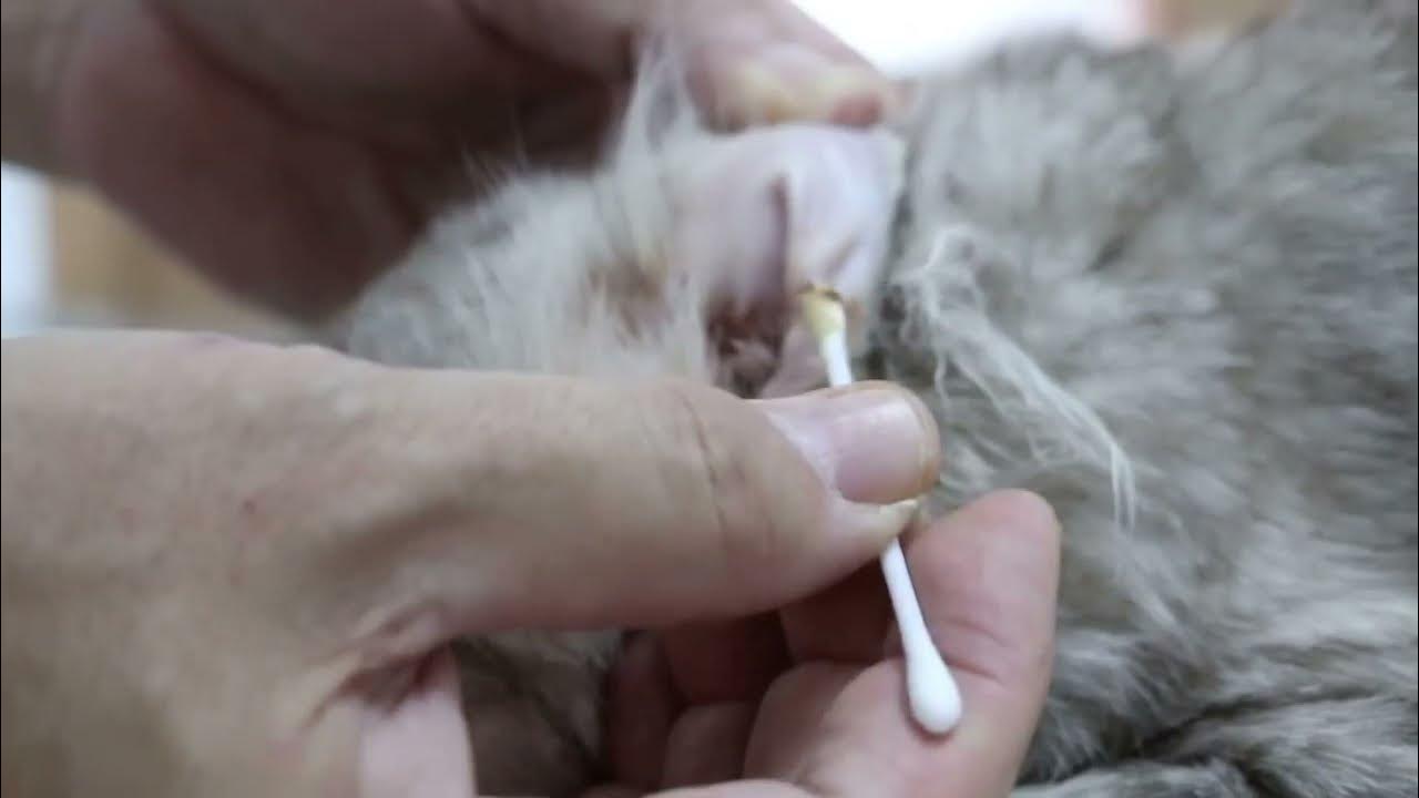 how to clean An old cat dirty ears YouTube