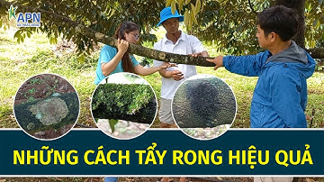 APN - APN - TÁC HẠI CỦA RONG RÊU VÀ NHỮNG CÁCH TẨY RONG RÊU BÁM TRÊN THÂN CÂY