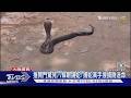 颱風沖毀蛇場近千毒蛇竄 求救各省抓蛇達人｜TVBS新聞 @TVBSNEWS01