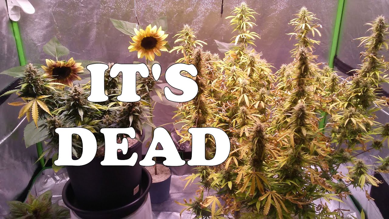 Dealing With A Dead Autoflower Cannabis Plant YouTube