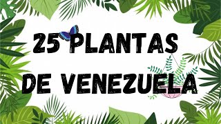 25 Plantas Medicinales de Venezuela - Reino Plantae