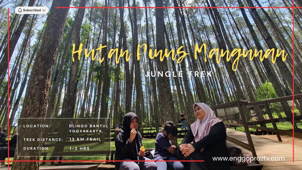Hutan Pinus Mangunan - Wisata Alam Sejuta Pohon