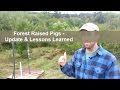 Update & Lessons Learned - Forest Raised Pigs