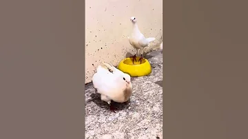 Essamhi Birds Subscribe Pigeon Youtube اتفرج على يوتيوب أساسياتالتمارينالرياضية Automobile 