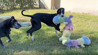 Funny Great Danes Take Jumbo Caterpillar Toy Out To Play Tag by Rumble Viral 693 views 3 weeks ago 6 minutes, 22 seconds