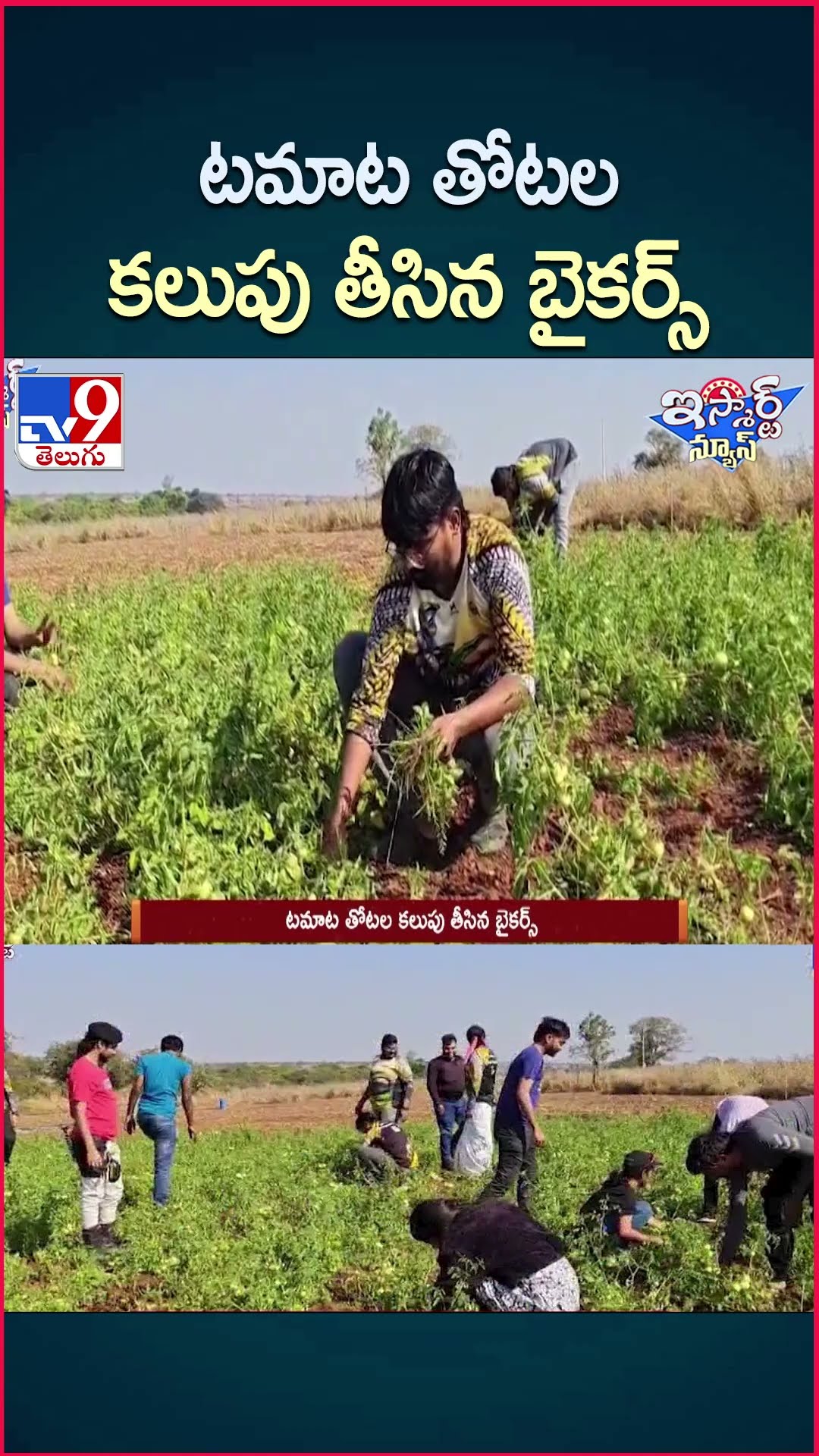 iSmart News : టమాట తోటల కలుపు తీసిన బైకర్స్‌ | Bikers weeding in Tomato Crop - TV9