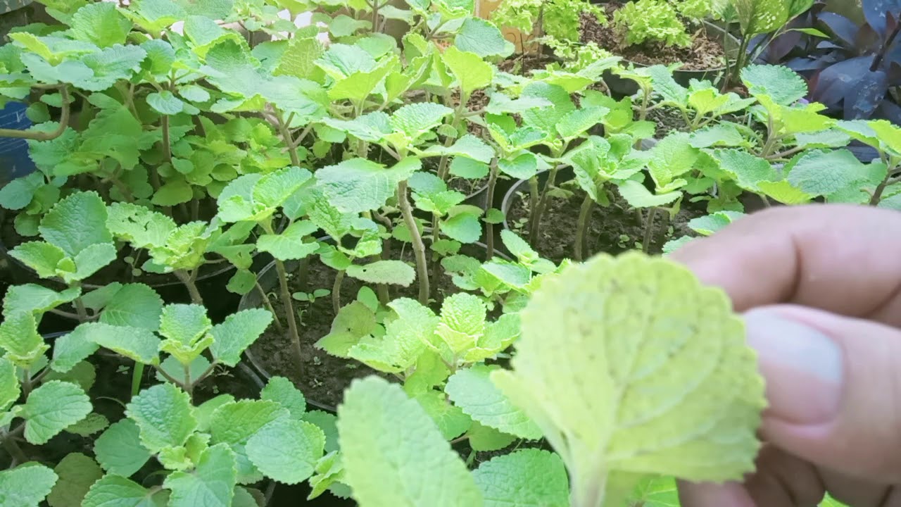 Cara merawat daun bangun bangun dengan cara sederhana Cara merawat daun bangun bangun dengan cara sederhana